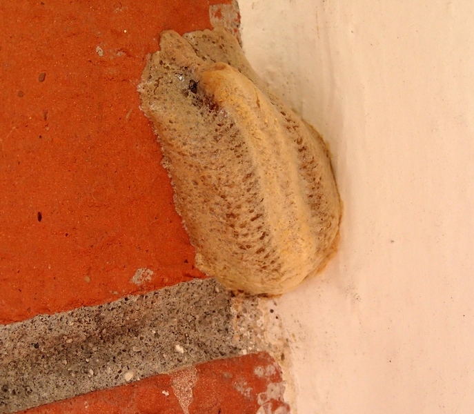 Nuctenea umbratica
